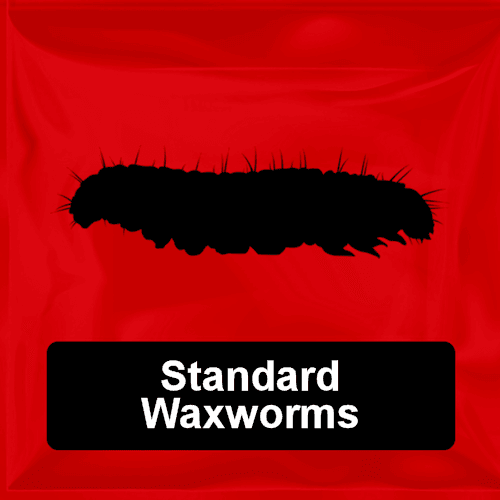 View of Live Waxworms for Sale: Shop Online at RodentPro